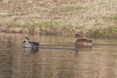 Canard chipeau
