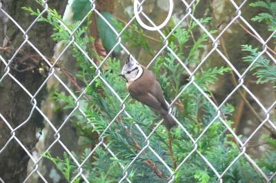 Mésange huppée