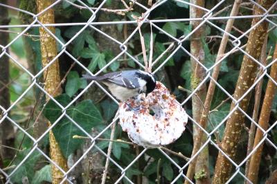 Periparus ater