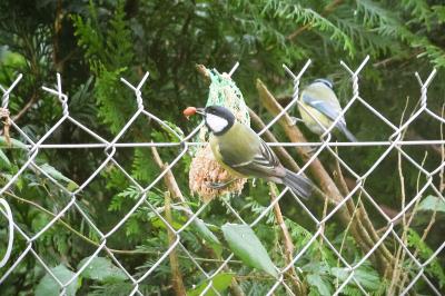 Mésange charbonnière