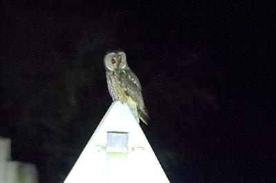 Hibou moyen-duc