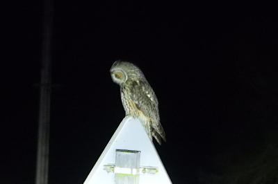 Hibou moyen-duc