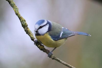 Mésange bleue