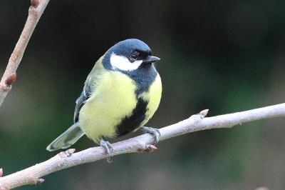 Mésange charbonnière