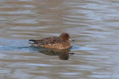 Canard siffleur