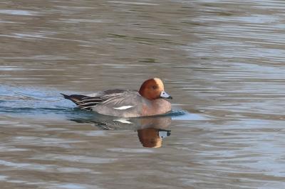 Canard siffleur