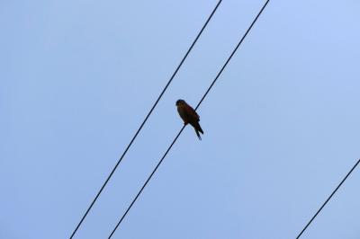 Faucon crécerelle
