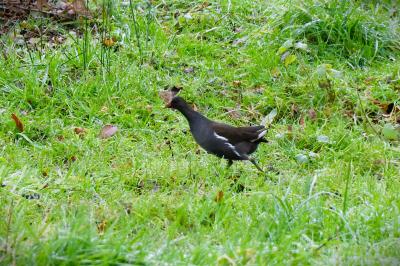 Poule-d'eau