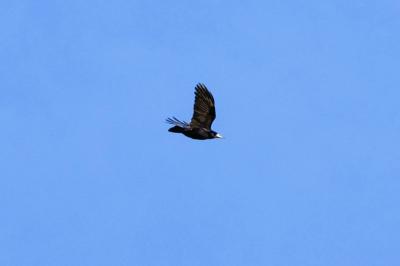 Corbeau freux