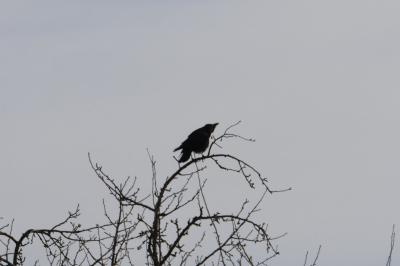 Corneille noire