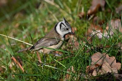 Mésange huppée