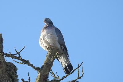 Pigeon ramier