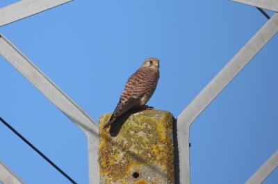 Faucon crécerelle