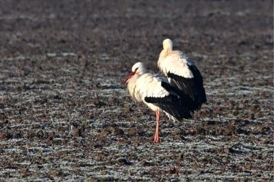 Cigogne blanche