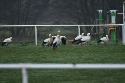 Cigogne blanche