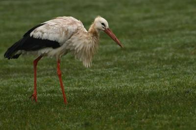 Cigogne blanche