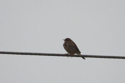 Pipit farlouse