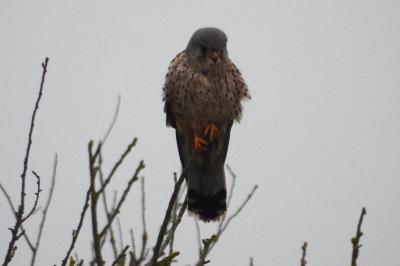 Faucon crécerelle