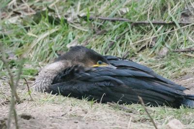 Grand Cormoran