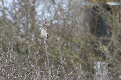 Bruant des roseaux
