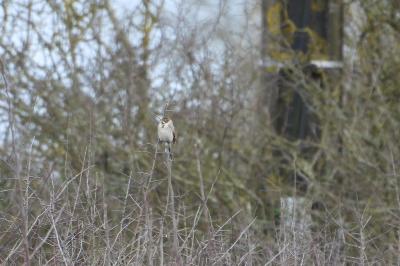 Emberiza schoeniclus