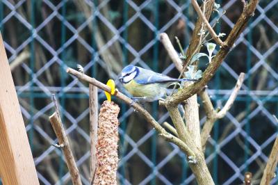 Mésange bleue