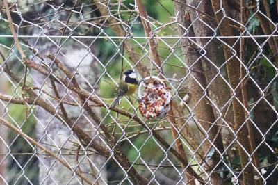 Mésange charbonnière