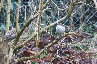 Moineau domestique