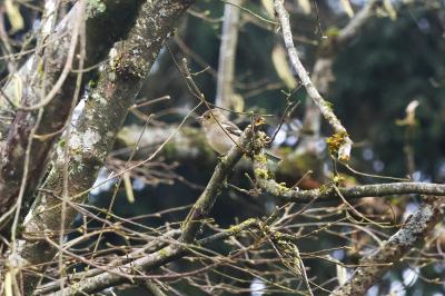 Pinson des arbres