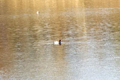 Canard siffleur
