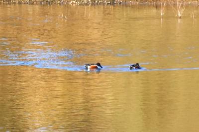 Canard souchet