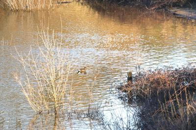 Poule-d'eau
