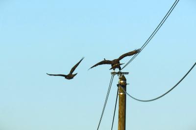 Buse variable