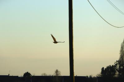 Buse variable