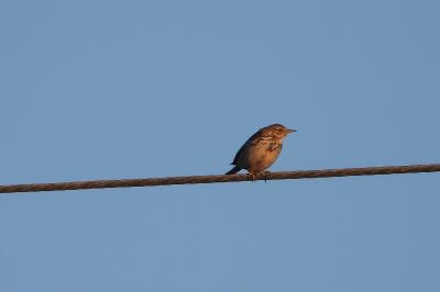 Pipit farlouse