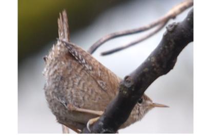 Troglodytes troglodytes