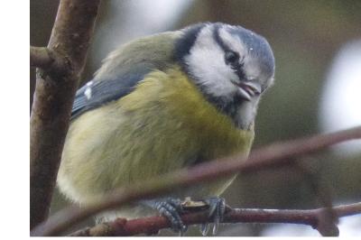 Mésange bleue