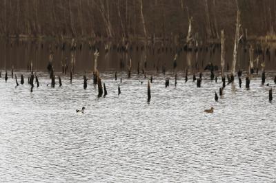Canard colvert