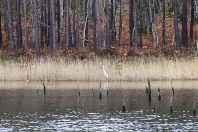 Grande Aigrette