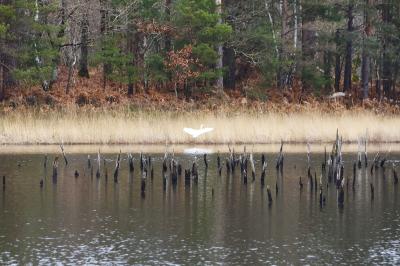 Grande Aigrette