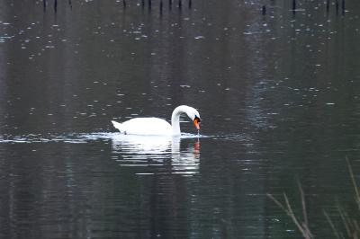 Cygne tuberculé