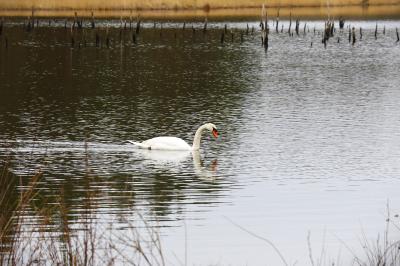 Cygne tuberculé