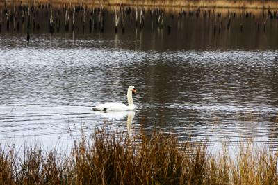 Cygne tuberculé