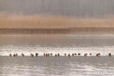 Canard siffleur
