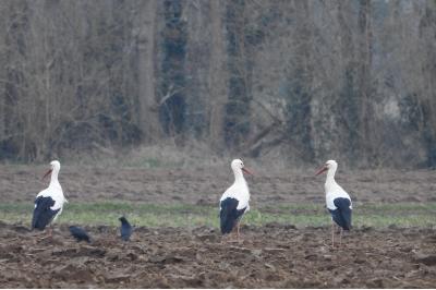 Cigogne blanche