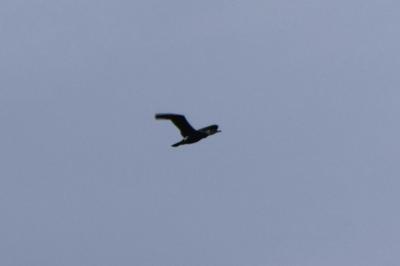 Grand Cormoran
