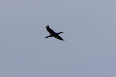 Grand Cormoran