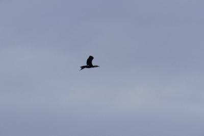 Grand Cormoran