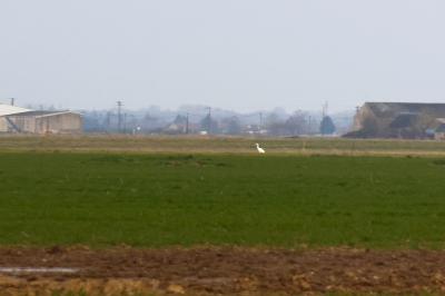 Grande Aigrette