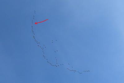 Grue cendrée